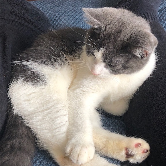 Meet your Posher, Victoria - Picture 1 of 1